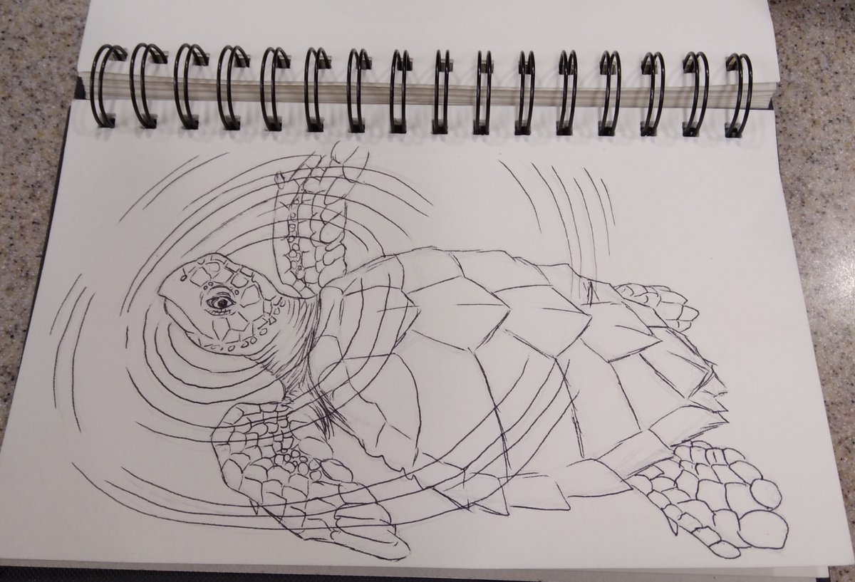 Quick seaturtle sketch for Friday! #seaturtle #seaturtleart #turtleart #turtledrawing #inkdrawing #pendrawing