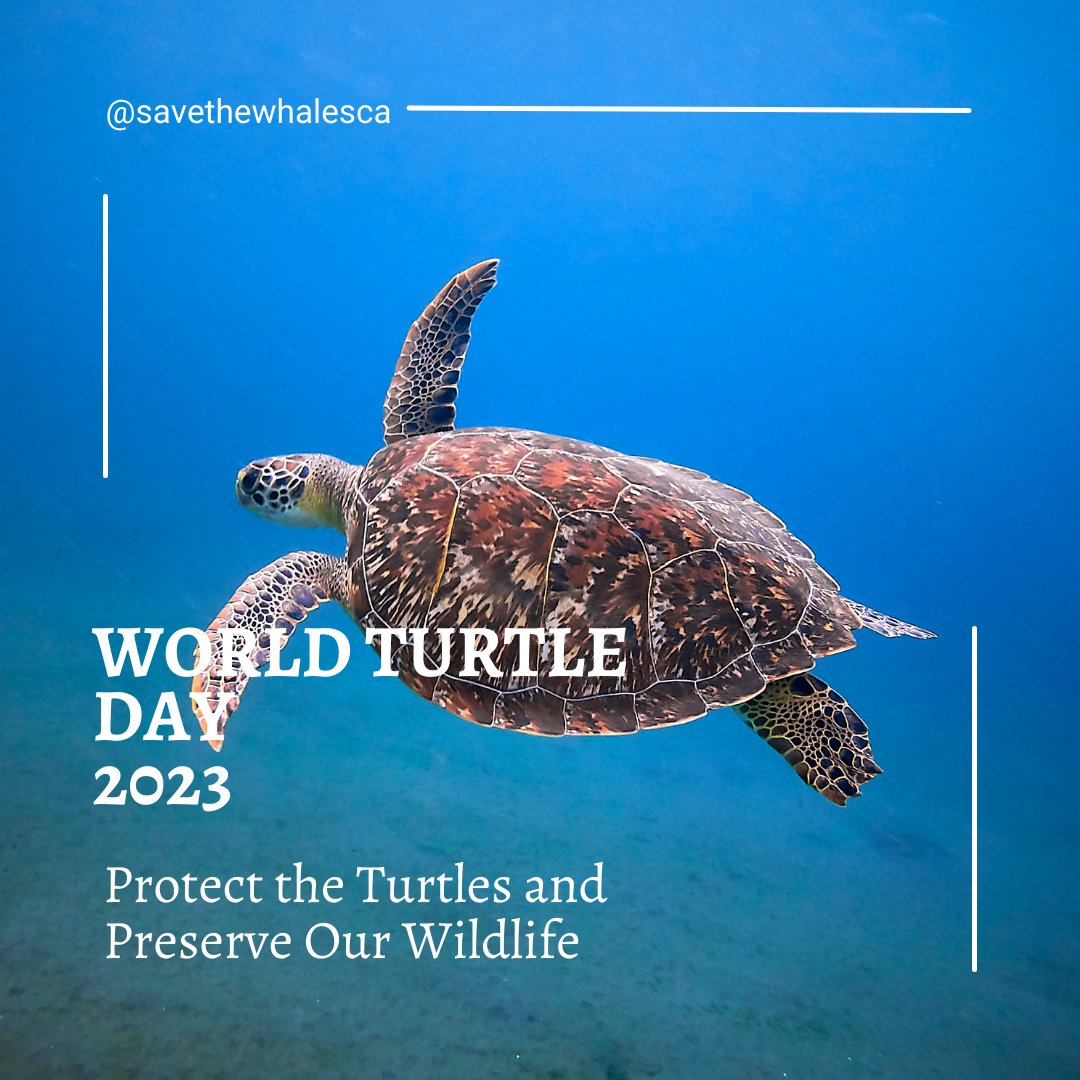 Join us in honoring these marvelous creatures and raising awareness about their  Let's pledge to protect their habitats, reduce plastic pollution, and ensure a safe future for these magnificent 🐢💙 #WorldTurtleDay #TurtleConservation #OceanGuardians