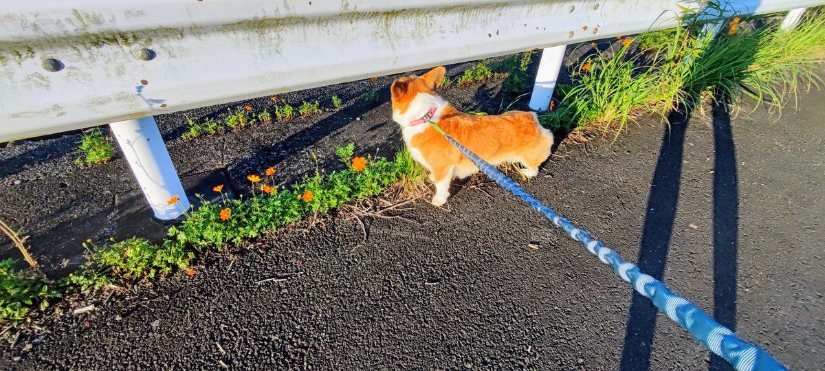 秋ですねえ
コスモス？