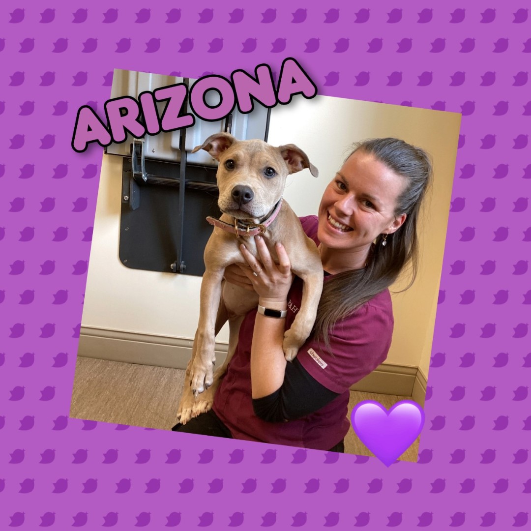 Introducing Arizona!
#Petoftheday #kingston #ontario #24hrhospital #afterhoursvet #veterinarycare #petcare #animalhospital #24hour #princessanimalhospital #kingstondowntownanimalhospital
