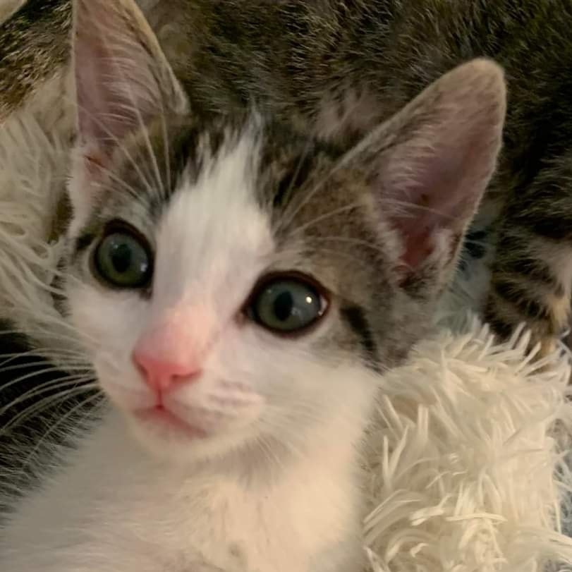 Life in the Fosterhood.

The eyes are the windows to the soul.

PURRlease supPURRt our mission to help with the many #tinybutmighty like this cutie.
ItsieBitsieRescue.org
#lifeinthefosterhood #savinglives #kittenseason #ittakesavillage #gratitude #foster2023  #felinefriday