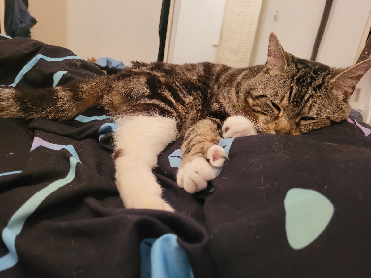 Sparky (big boye type) tweet media