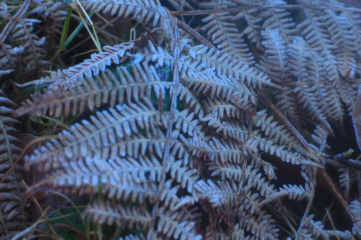 @DailyPicTheme2 A glaze of frost on old bracken at Blaen Bran Woodland #DailyPictureTheme #glaze #frost #winter #ferns #BlaenBran #Torfaen #Wales