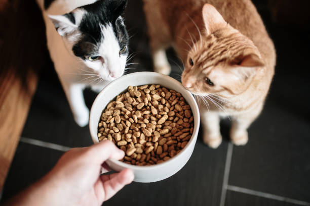 What are your pet's dietary preferences or special requirements? 

#QuestionOfTheDay