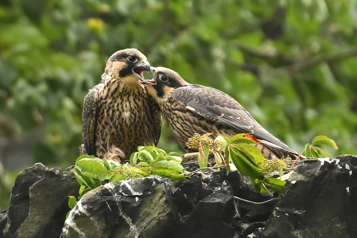 Sibling love❤️Two Peregrine Falcon chicks in a tender moment after successfully fledging their nest on the north bank of Potomac River, Maryland, USA. (2023-06-16) #TwitterNatureCommunity #BBCWildlifePOTD #ThePhotoHour #IndiAves #wildlifephotography #falcons #raptors #siblings