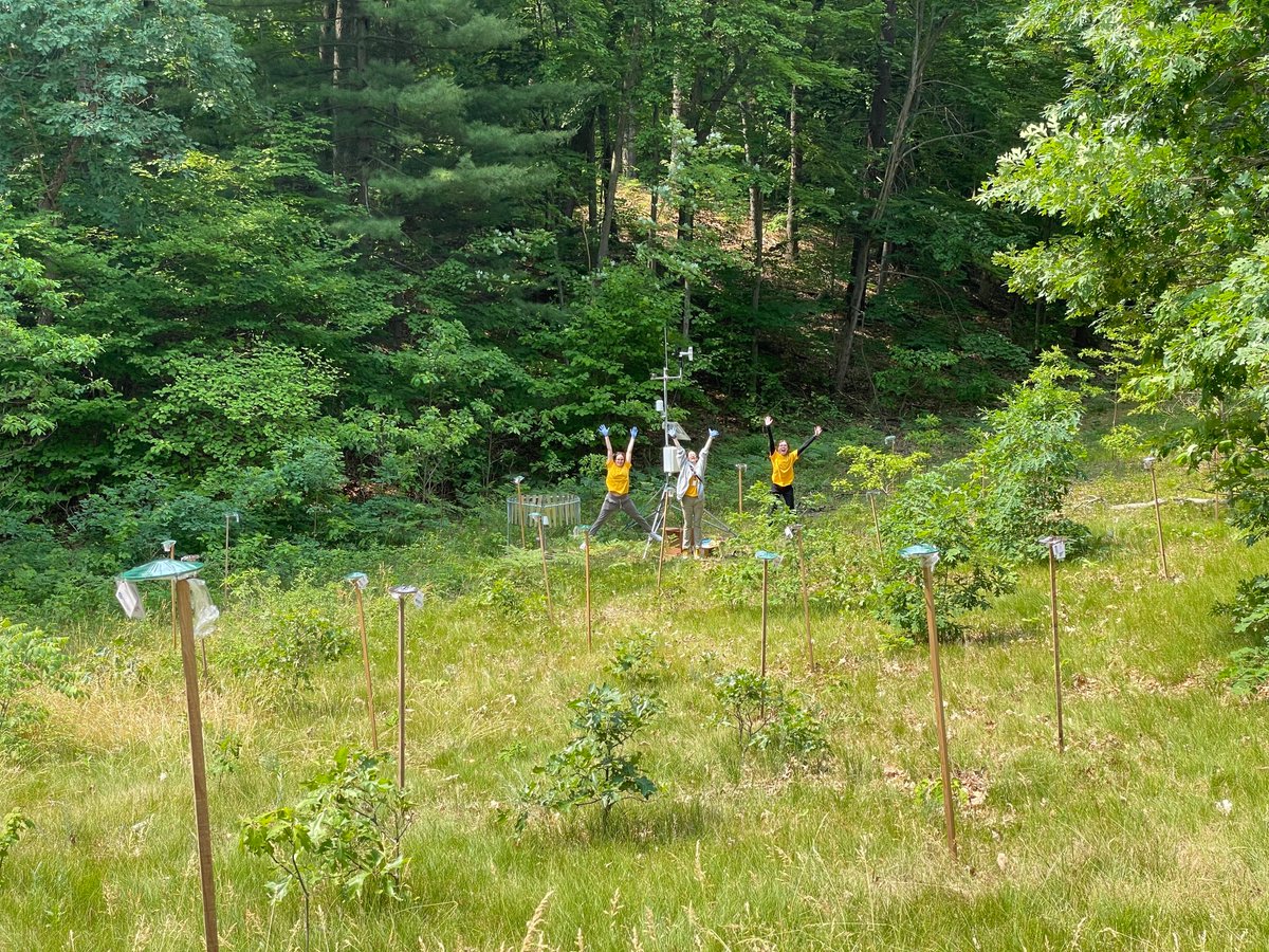 The eDNA degradation experiment is a go! We set out 32 traps with mock insect communities. Four traps will be sampled each week & we will quantify DNA, use qPCR for targeted species DNA quant, & then amplicon sequencing to make sure we can still pick up the entire community!