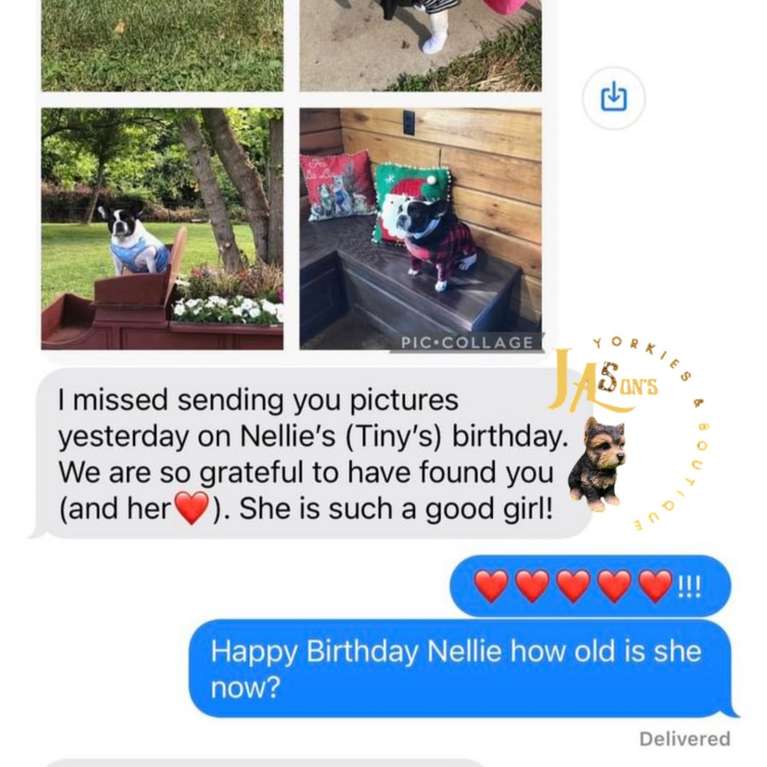 🥰 Happy 6th Birthday Nellie🐾 Thank you for sharing pictures. Means a lot
#puppylovers #chicagobreeders #frenchbulldogbreeder #frenchbulldogpuppy #frenchiesofinstagram #frenchiepuppies #frenchbulldogpuppies #puppies #frenchie #frenchbulldogbreeders #chicagolandpuppies #cutedogs