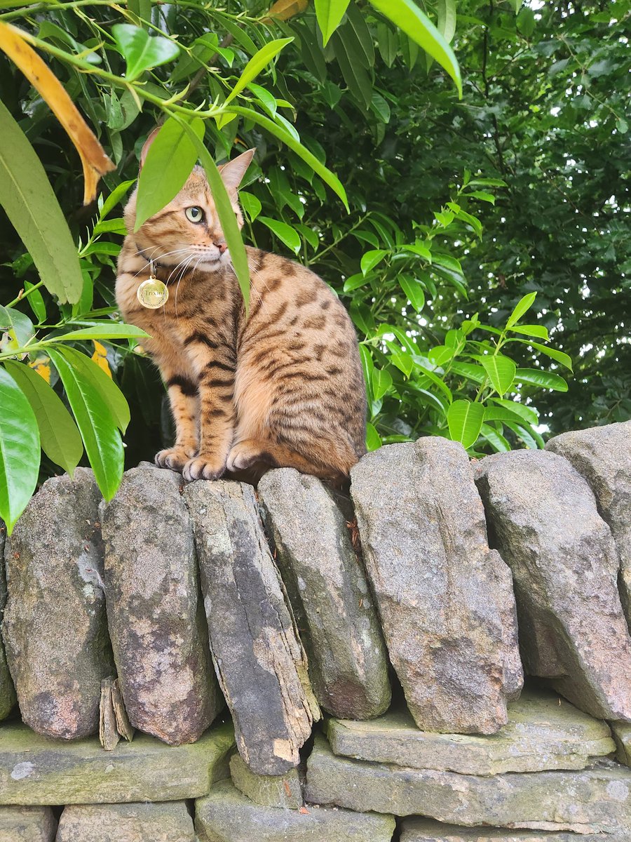 SaeedaEPUK's tweet photo. Cat followed me for over a mile and then hid on the wall as she pretended she wasn't following me #caturdayeve #catstalker #cats https://t.co/qnZqz2cbLZ