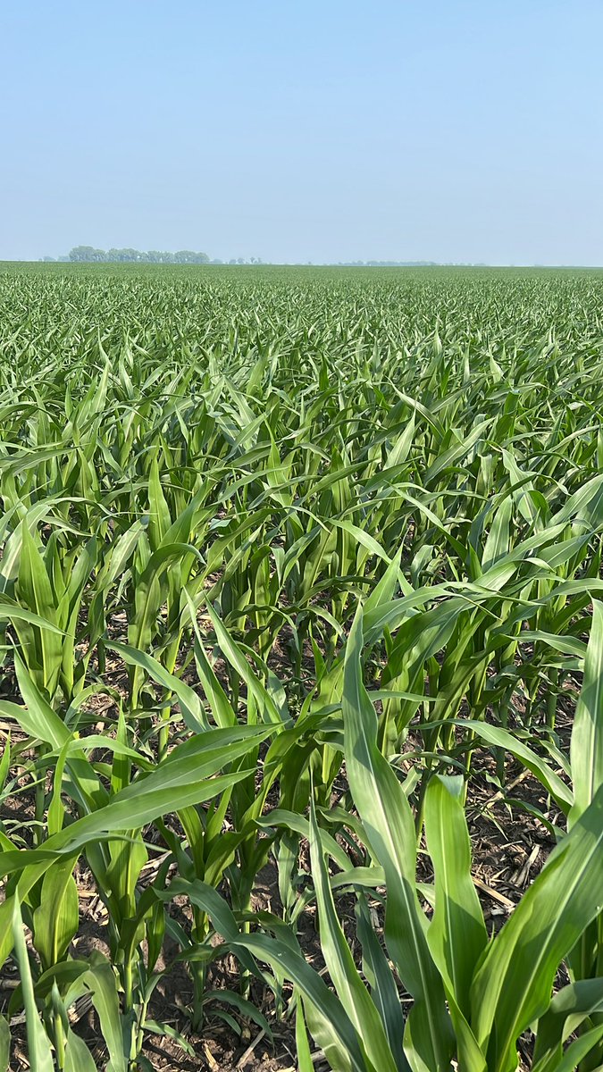 STHFARMS's tweet image. Corn is giving it a great try! Hope we can snag some rain, subsoils don’t have much left to give…