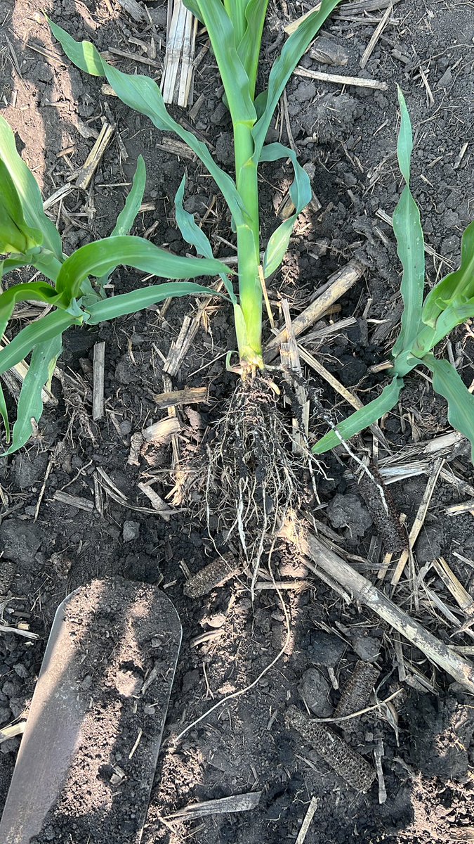 STHFARMS's tweet image. Corn is giving it a great try! Hope we can snag some rain, subsoils don’t have much left to give…