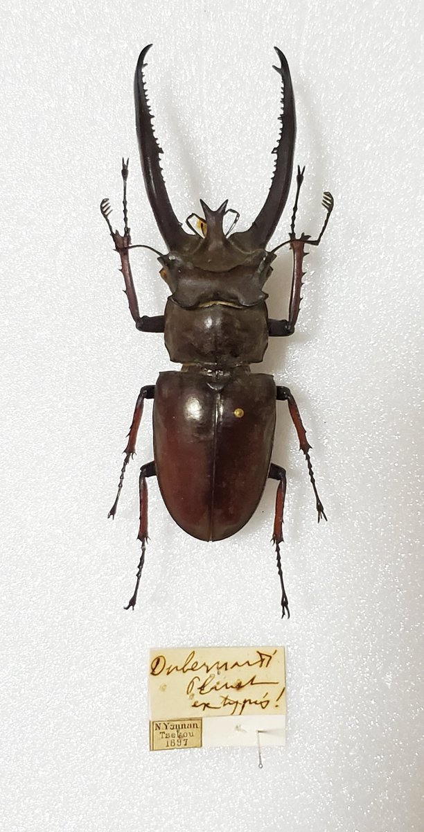 Nicagus2's tweet photo. #TLをクワガタでいっぱいにしよう
おはようございます☀️🙋‍♂️❗

Lucanus planeti planeti 84.6㎜
プラネットミヤマクワガタ 原名亜種
雲南省 産
100年以上前の標本。 https://t.co/G3nx5nVyM5