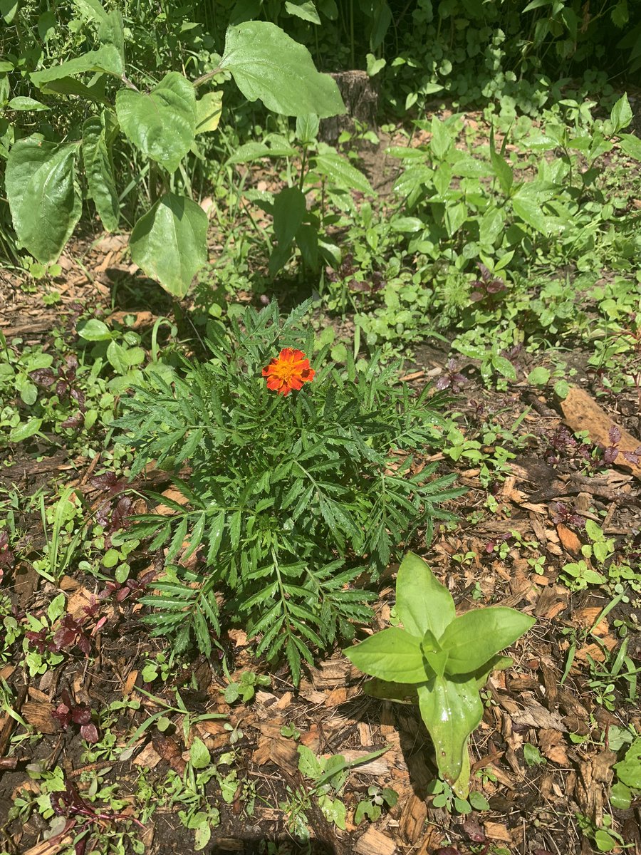 Wild Card tweet media