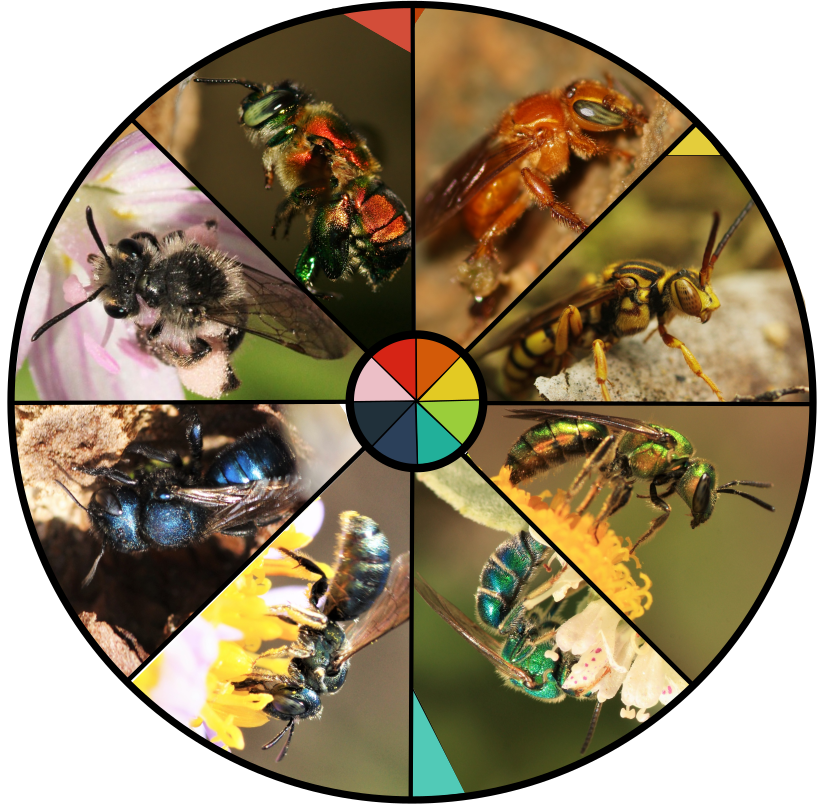 I see artists on twitter making rainbow wheels and I wanted to do one with bees! I'm sure an artist can do rainbow bees better but I wanted to use my own bee photos 😁
#rainbowwheel #rainbowbees