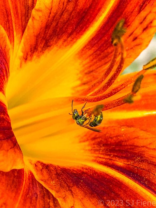 sjmartiene's tweet photo. I love catching #ThePollinators
@ThePhotoHour #FlowersOnFriday #Flowers #pollinators #Kentucky #frontyard #garden #daylily https://t.co/hzvwdlH9GY