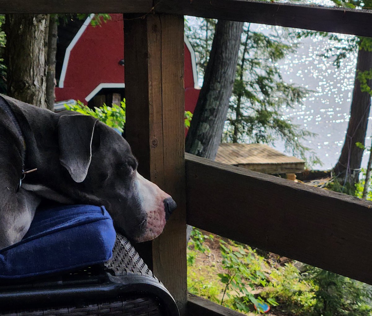 It's Friday and we're relaxing at the cottage. Hope you all have a wonderful weekend planned.😊 #dogs #dogsoftwitter #dogtwitter #cottagelife