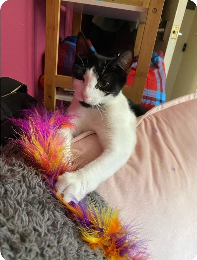_stcr_'s tweet photo. More Lovely updates of Skittles. Just look how content she looks in her new home with her doggie friend😃❤️

#rescuecats #catrescue #cats #southwarktinycatrescue #stcr #blackandwhitecatsmatter #happyending https://t.co/HCJ8vPqd30
