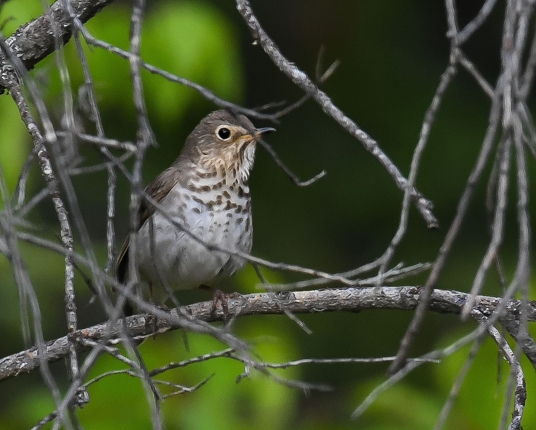 Gray-cheeked thrush, commonly heard when the sun is low in the sky during summer but rarely seen. This is the first time in years I've captured one of these subtle and beautiful birds in a photo. Interior Alaska, near a patch of dense spruce and willow, 16 June 2023. Nikon D850.