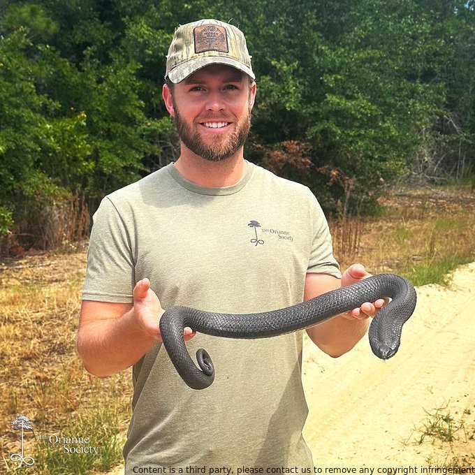 Caleb Goldsmith found a stunning eastern hognose snake while monitoring the aftermath of a prescribed burn for Orianne. #rxburn #prescribedburn #snake #easternhognosedsnake #Reptiles