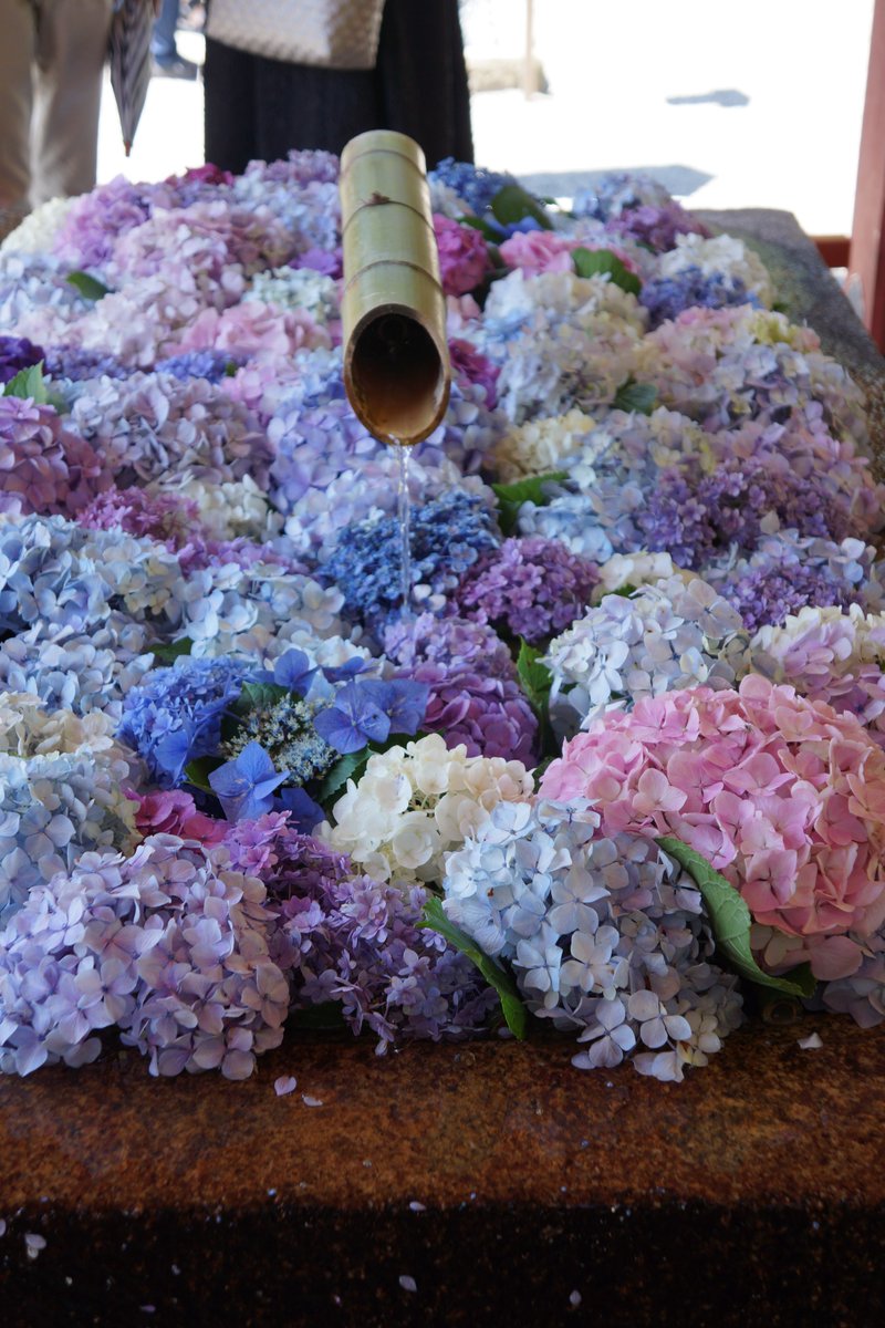 kashimu_HAMA's tweet photo. 最後は #鶴岡八幡宮 に寄ってきました。
#紫陽花 の #花手水 が綺麗でしたよ。
#SONY #NEX_7 +SEL1855
#TLを花でいっぱいにしよう https://t.co/uiFDG6hXiH