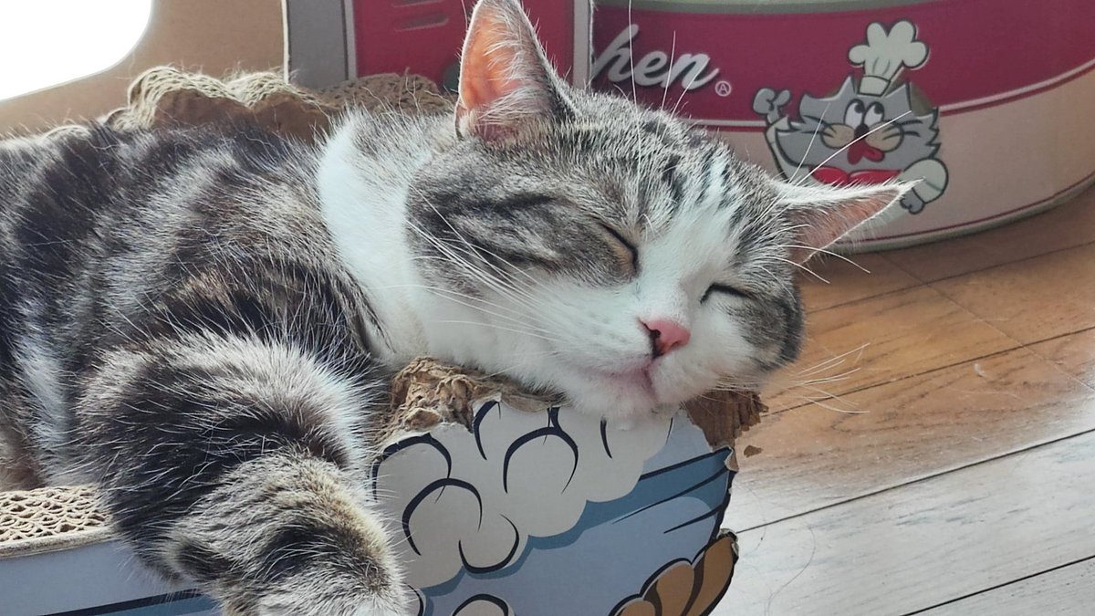 lifewithfourca1's tweet photo. 暑いかな?
まったりです
#猫 #ねこ #猫好きさんとつながりたい 
#猫がいる暮らし #猫のいる幸せ https://t.co/OpKY5uf57Y
