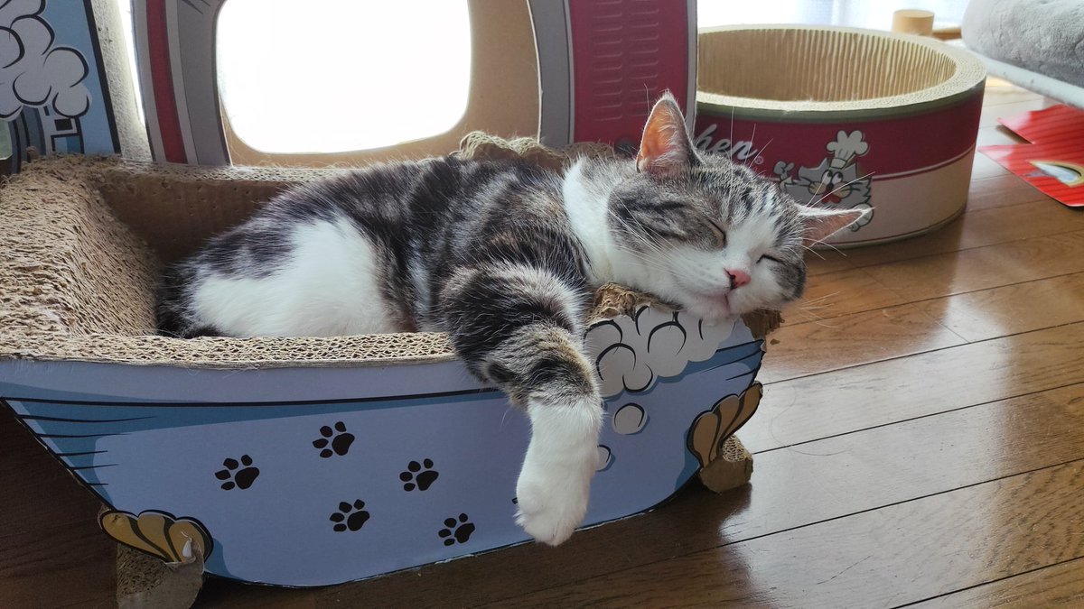 lifewithfourca1's tweet photo. 暑いかな?
まったりです
#猫 #ねこ #猫好きさんとつながりたい 
#猫がいる暮らし #猫のいる幸せ https://t.co/OpKY5uf57Y