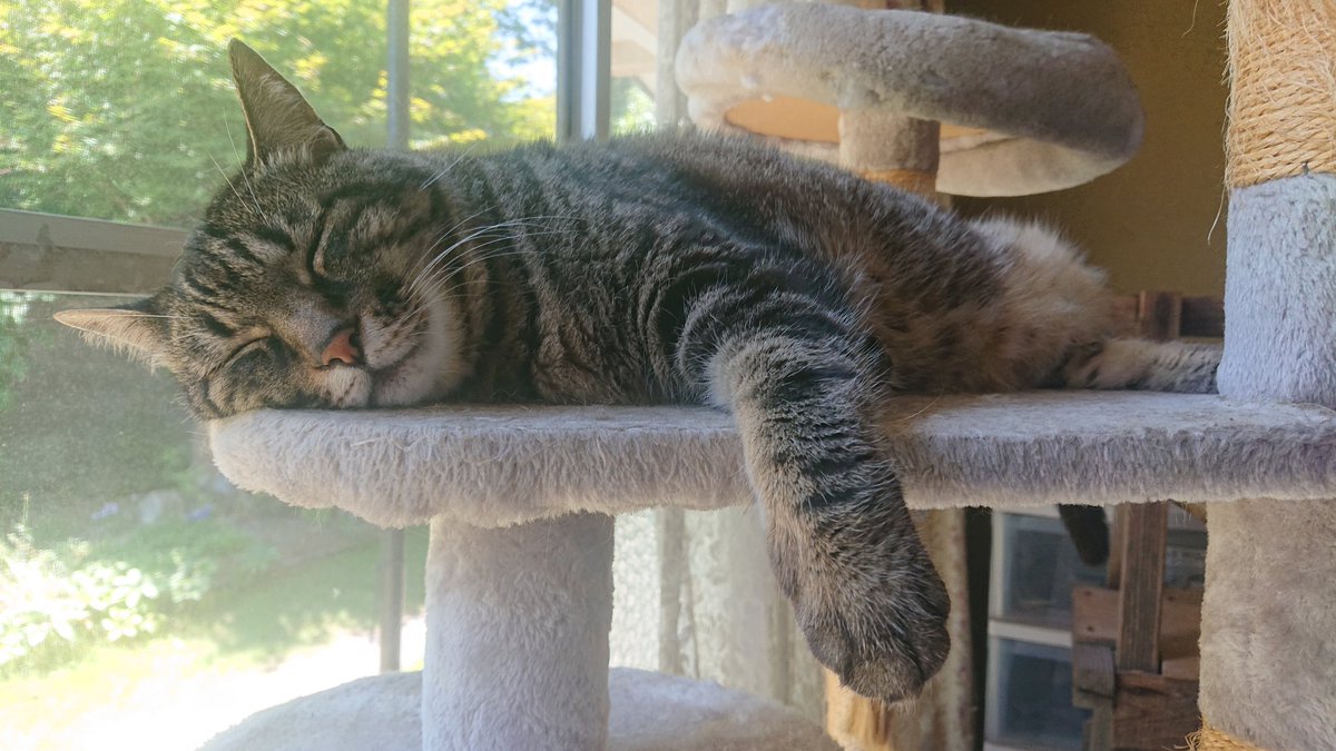 ジーク tweet media