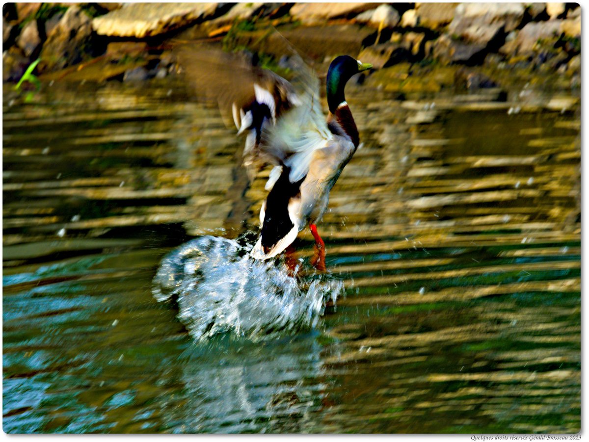 Gerald Brosseau tweet media