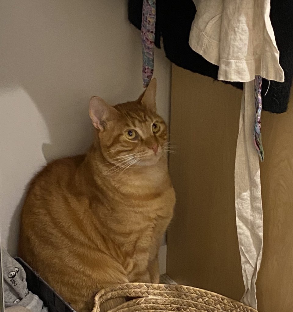 JiNz🇦🇺🇺🇸🇯🇵🦣🍈 tweet media