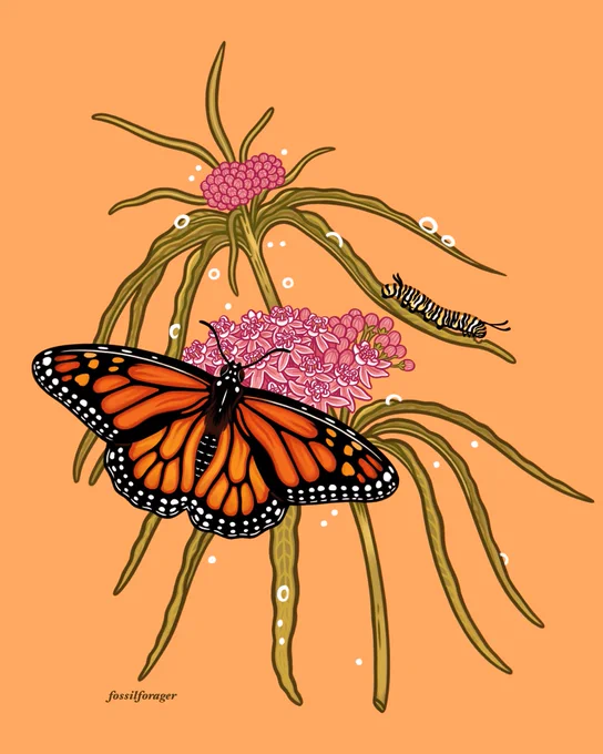 I'm super excited to announce that I've accepted a seasonal position for conservation & community science work with monarch butterflies!  I'm really excited to learn and help monitor these iconic butterflies for the next few months.
