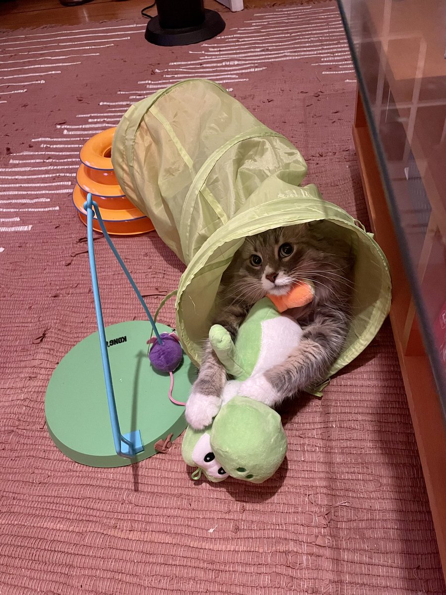 99fines's tweet image. Help me find a talent agent for this cat