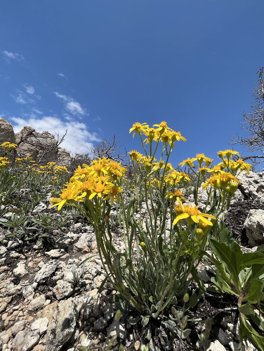 ellenmnelson's tweet photo. More wildflowers from near Red Lodge! https://t.co/Bla4XAPn7R