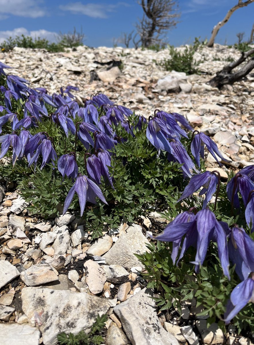 ellenmnelson's tweet photo. More wildflowers from near Red Lodge! https://t.co/Bla4XAPn7R