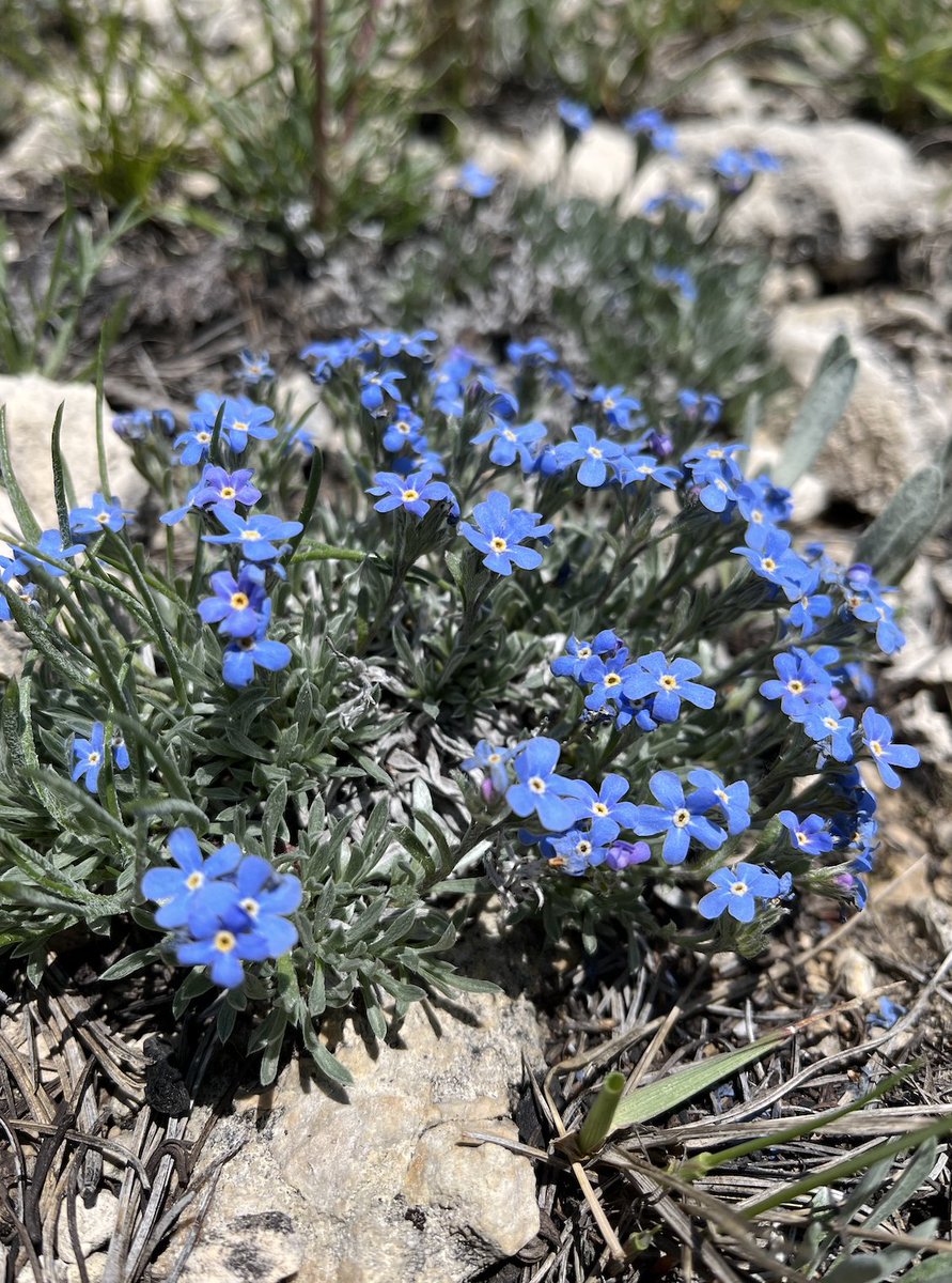 ellenmnelson's tweet photo. More wildflowers from near Red Lodge! https://t.co/Bla4XAPn7R
