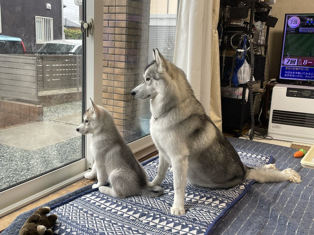 レナまま tweet media