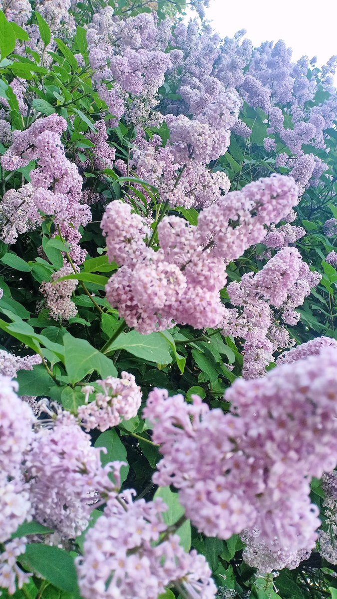 Good morning friends ☀️

I met a gorgeous lilac bush on my way and remembered my dream of having a big lilac garden. Always remember your dream and strive for its realization ✨🤗✨