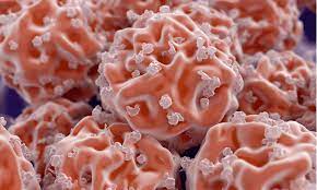 CellScience4's tweet image. #STEM  cell technology is a rapidly #developing field that combines the efforts of #cell #biologists, #geneticists, and #clinicians .

#Nanotechnological #stems  #cell #mutation #Biology