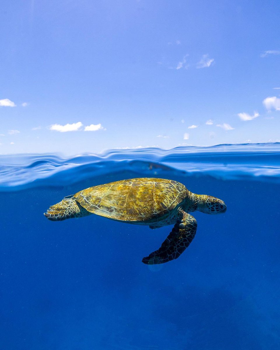 Happy #WorldSeaTurtleDay! 🐢 
Here's a question for you: What's your favorite sea turtle fact or encounter? Share your turtle tales below! 🤿👇🏽