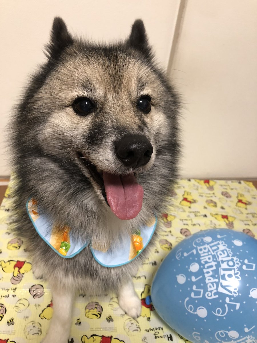 ponbibi_moja's tweet photo. 生誕祭2022  🐺

#2015年生 
#ポンスキー
#もジャ吉
#ビビ https://t.co/B8EcahVjXH