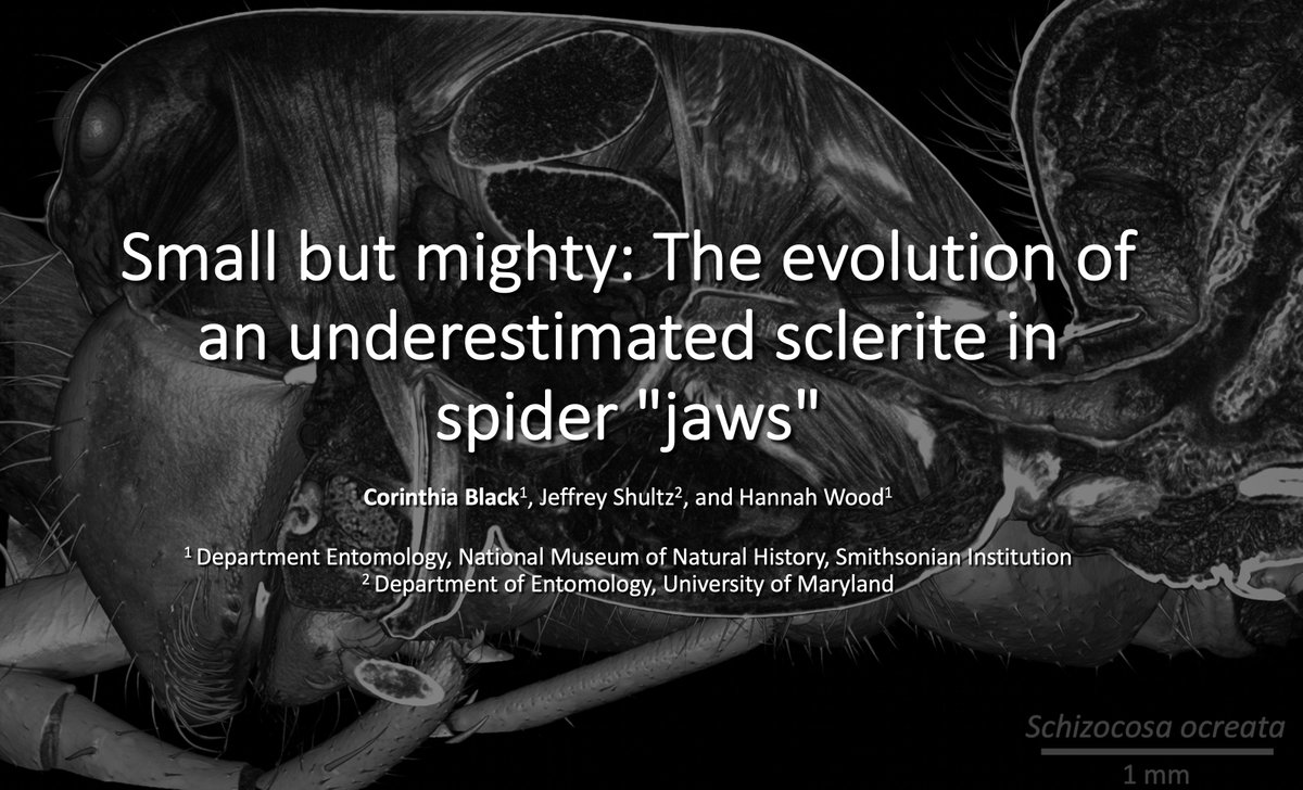 If you are at #evol2023 and interested in spiders, come see my talk on Saturday @ 9:45 AM (Section EvoEco III in Mesilla)!