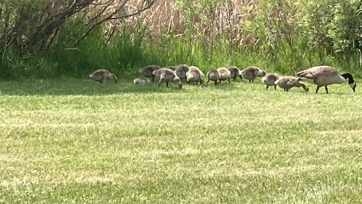Belindadavies's tweet photo. Just an average day on my walk to work. @CityofRedDeer https://t.co/CsvzGrJLgH