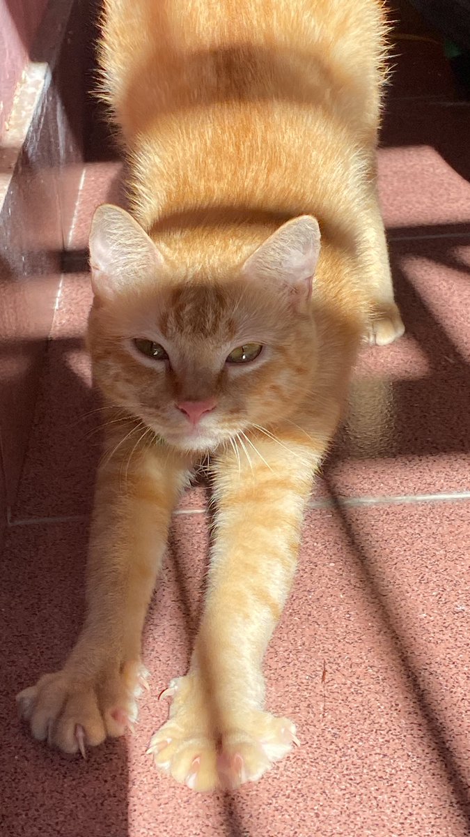 mirandrawr's tweet photo. @kochengfs Stretching dluwww https://t.co/OqDqZxqisW