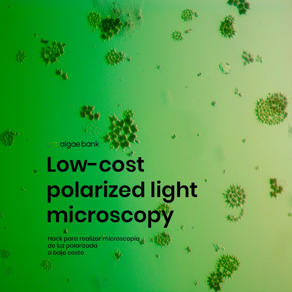 BankAlgae's tweet photo. Ever wondered how scientists get such amazing photos?
You should definitely get to know polarized light technique.
¿Conoces la microscopía de luz polarizada?
Aquí tienes un hack para obtener fotos fuera de lo común y mejorar el contraste de los microorganismos.
#phycologyfriday https://t.co/mjtozwMFB4