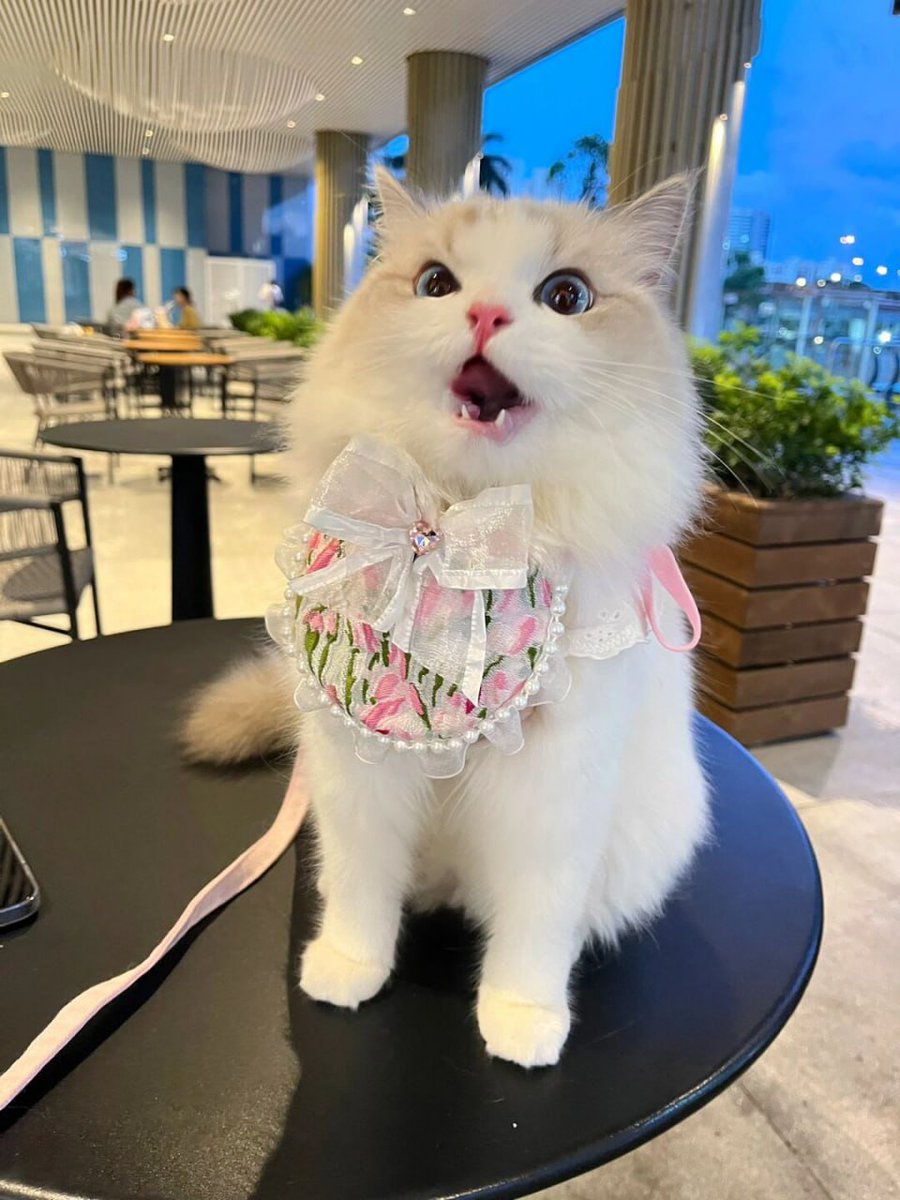 like a little princess