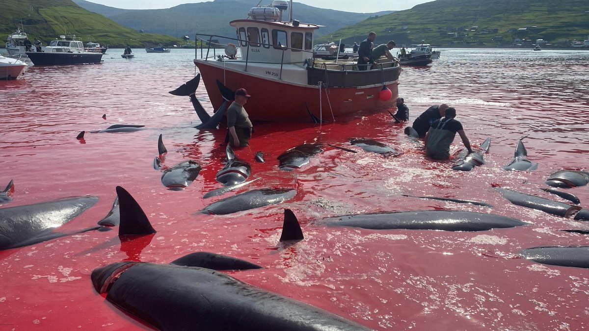 AlertaMundoNews's tweet photo. 🇩🇰 | FOTOS. Nueva matanza de ballenas en Islas Feroe: van más de 500 sacrificadas este mes. https://t.co/OqMZi7kPxd