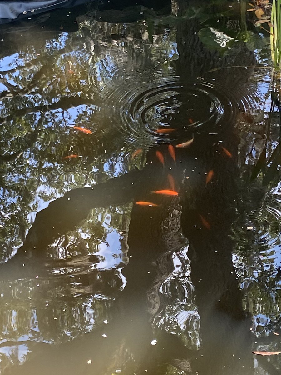 BecHolmes88's tweet image. #Goldfish People: Lily Pads are doing the trick! Maybe it’s because I’m feeding them now? (They told me they’d just eat the algae 🤷🏻‍♀️) No more floaters and safe haven from Osprey. Fountain runs most of day. Advice? Be nice-these fuckers are living their best life #pondfish