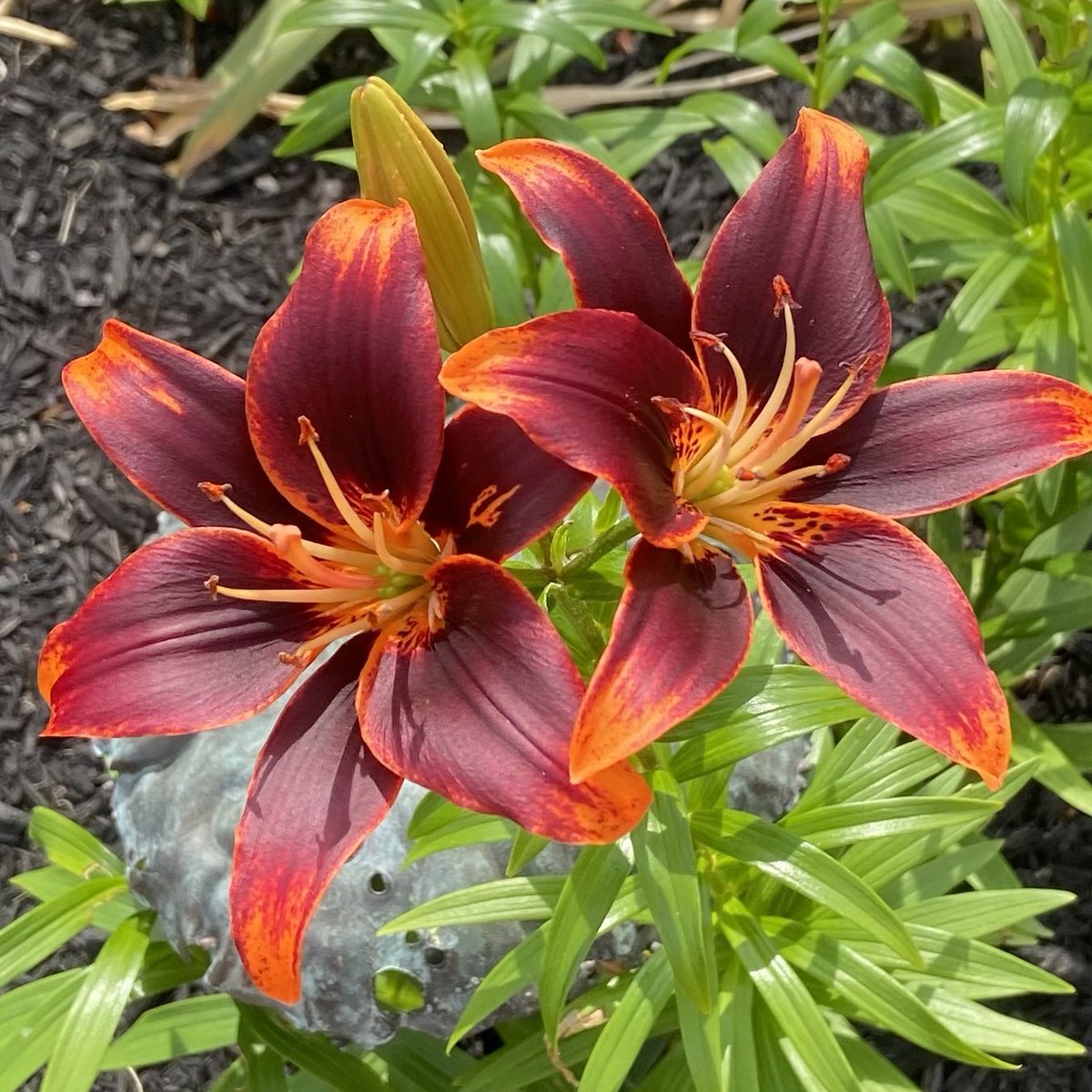 InfoSecSherpa 🏔️ tweet media