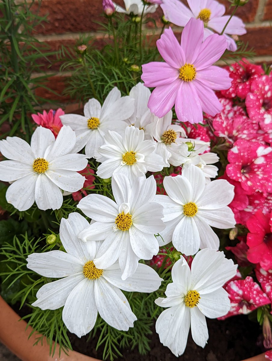 gradingsig's tweet photo. Cosmos symbolises Order, harmony, beauty &amp; balance.
Happy Friday! ☀️🌿🤍🌿🩷 🙋🏻‍♂️ https://t.co/NQdVpeiw1Z
