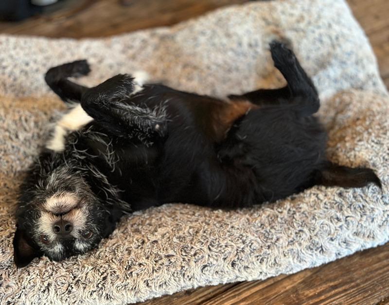 The always wild and crazy Bernie.  

#seniordogsrule #olddogs #adoptseniordogs #olddogsrule #seniordogs  #olddogsrule
#rolandseniorsanctuary