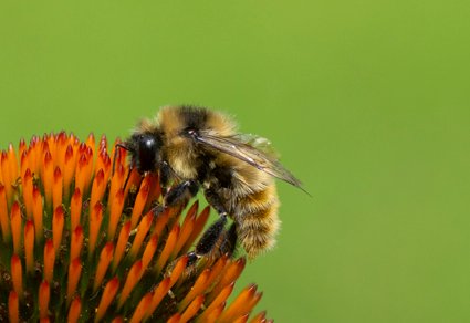 A checklist of the bees (Hymenoptera: Apoidea) of Minnesota.

Zootaxa:
mapress.com/zt/article/vie… 🔒