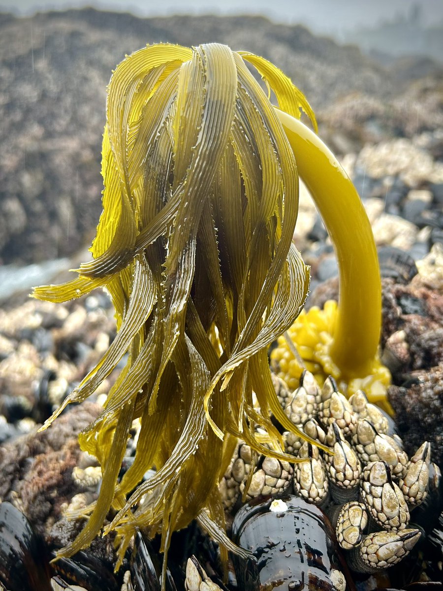 ✨Sea Palm #kelp ✨(Postelsia palmaeformis). The GOAT of all #seaweeds?  #phycologyfriday folks: discuss!